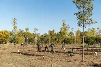 Bosque Comunidad de Madrid