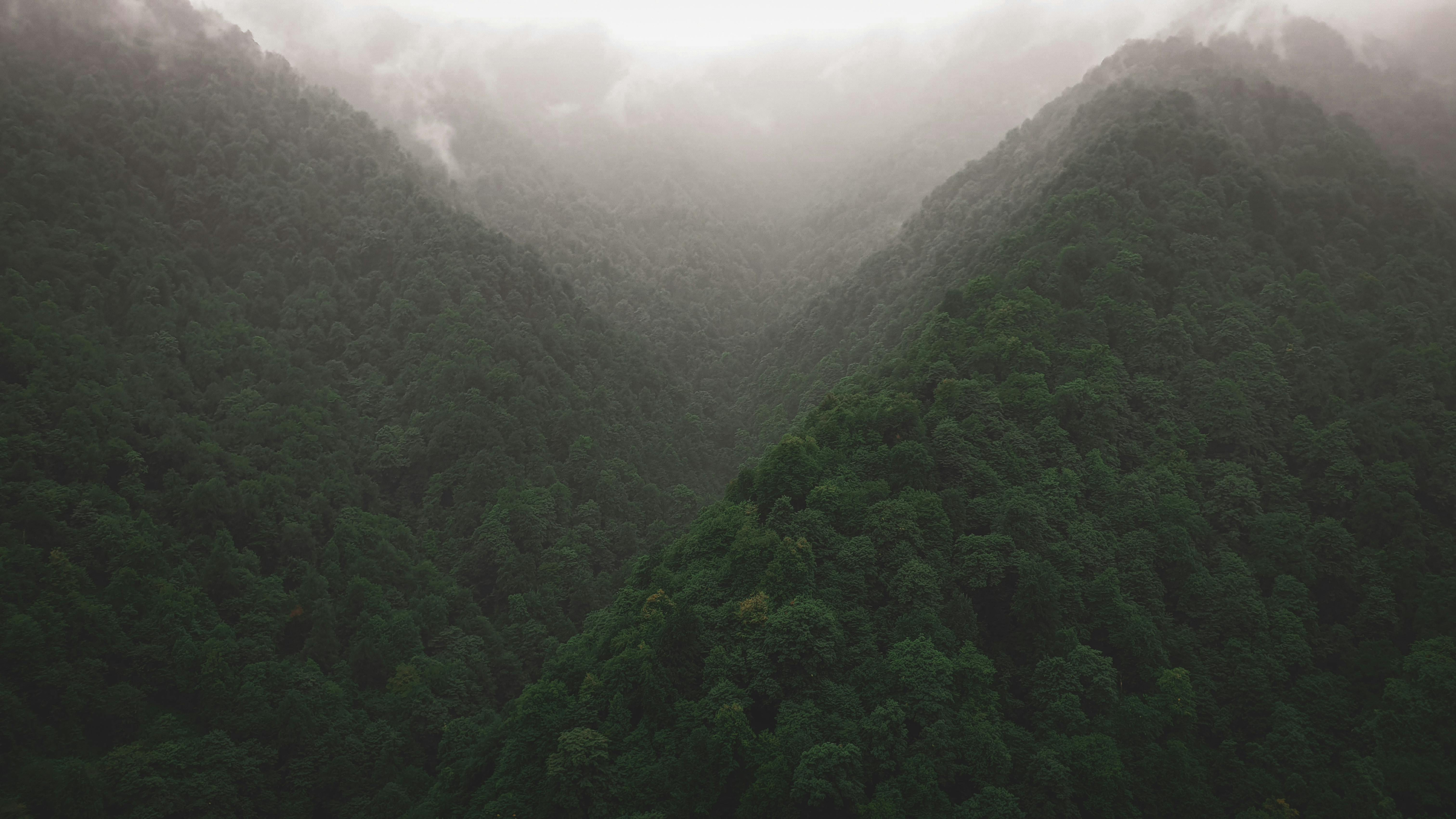 bosque